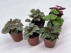 Peperomia Assortment, Foliage Set, Rosso, Frost, Albovittata, Caperata, Premium Succulent Collection, In 2 Inch Pots, Plant Gift -Cheap Plantly Store il fullxfull.3661909191 f0ri