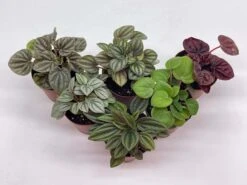 Peperomia Assortment, Foliage Set, Rosso, Frost, Albovittata, Caperata, Premium Succulent Collection, In 2 Inch Pots, Plant Gift -Cheap Plantly Store il fullxfull.3661909195 l06i
