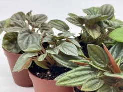 Peperomia Assortment, Foliage Set, Rosso, Frost, Albovittata, Caperata, Premium Succulent Collection, In 2 Inch Pots, Plant Gift -Cheap Plantly Store il fullxfull.3661909205 54hj
