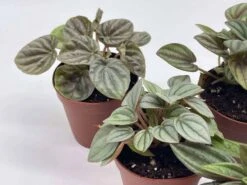 Peperomia Assortment, Foliage Set, Rosso, Frost, Albovittata, Caperata, Premium Succulent Collection, In 2 Inch Pots, Plant Gift -Cheap Plantly Store il fullxfull.3661909219 oa6l