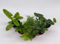 Fern Assortment, Foliage Set, Fishtail, Heart-Fern, Largeleaf Maidenhair, Parsley, Premium Succulent Collection, In 2 Inch Pots, Plant Gift -Cheap Plantly Store il fullxfull.3661916471 1oks
