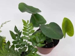 Fern Assortment, Foliage Set, Fishtail, Heart-Fern, Largeleaf Maidenhair, Parsley, Premium Succulent Collection, In 2 Inch Pots, Plant Gift -Cheap Plantly Store il fullxfull.3661916601 kuvq