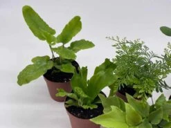 Fern Assortment, Foliage Set, Fishtail, Heart-Fern, Largeleaf Maidenhair, Parsley, Premium Succulent Collection, In 2 Inch Pots, Plant Gift -Cheap Plantly Store il fullxfull.3661916611 41ab