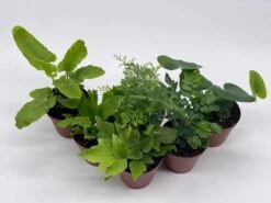 Fern Assortment, Foliage Set, Fishtail, Heart-Fern, Largeleaf Maidenhair, Parsley, Premium Succulent Collection, In 2 Inch Pots, Plant Gift -Cheap Plantly Store il fullxfull.3661916617 nnn1
