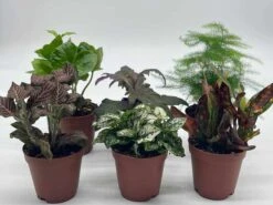 Premium Foliage Assortment, Colorful Fern Set, Asparagus Fern, African Violet And More, Succulent Collection, In 2 Inch Pots, Plant Gift 15 Premium Foliage Assortment, Colorful Fern Set, Asparagus Fern, African Violet And More, Succulent Collection, In 2 Inch Pots, Plant Gift -Cheap Plantly Store il fullxfull.3678755647 o07z