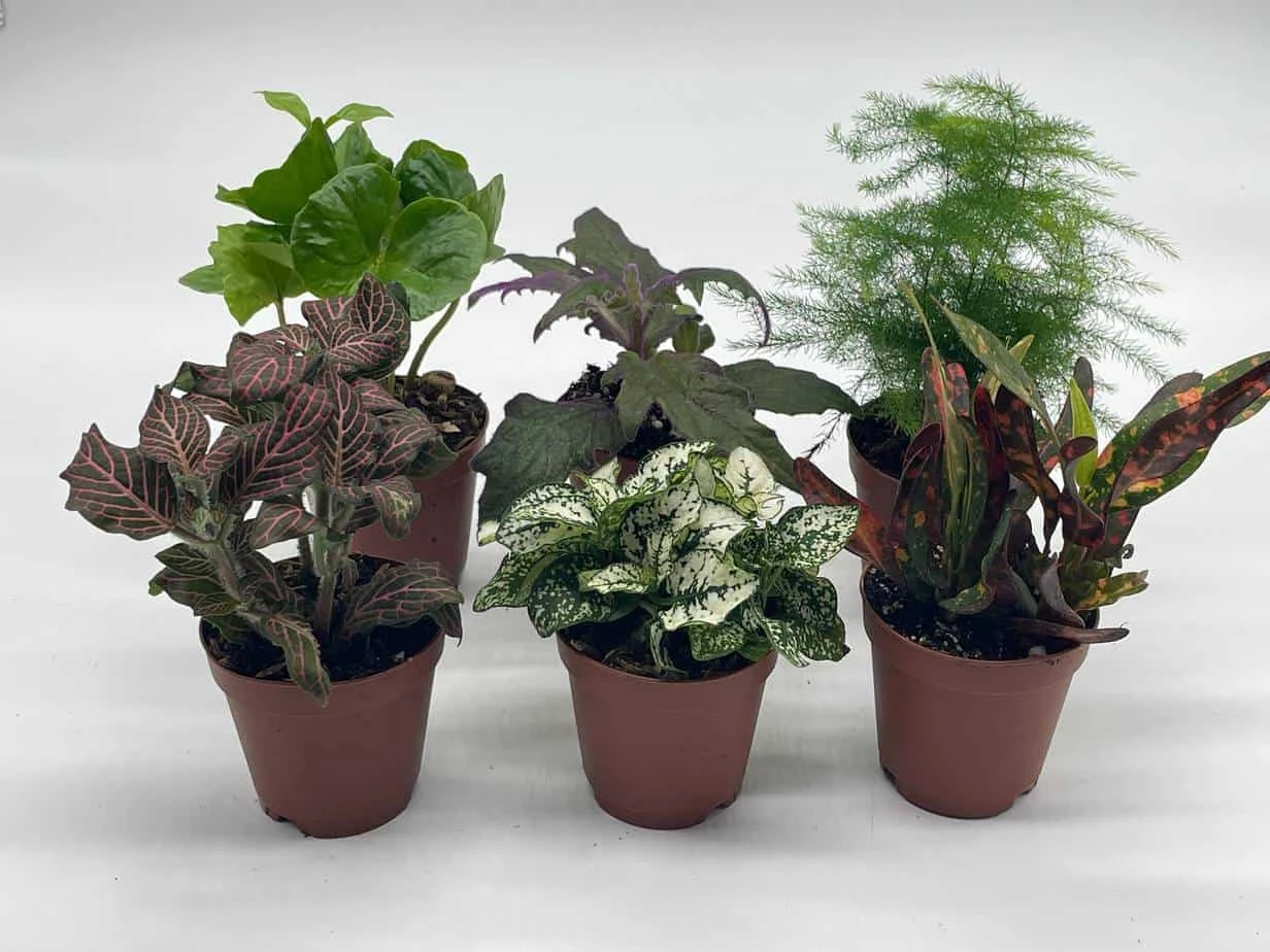 Premium Foliage Assortment, Colorful Fern Set, Asparagus Fern, African Violet And More, Succulent Collection, In 2 Inch Pots, Plant Gift 5 Premium Foliage Assortment, Colorful Fern Set, Asparagus Fern, African Violet And More, Succulent Collection, In 2 Inch Pots, Plant Gift - Image 3