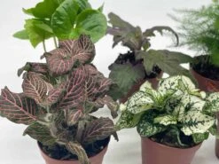 Premium Foliage Assortment, Colorful Fern Set, Asparagus Fern, African Violet And More, Succulent Collection, In 2 Inch Pots, Plant Gift 13 Premium Foliage Assortment, Colorful Fern Set, Asparagus Fern, African Violet And More, Succulent Collection, In 2 Inch Pots, Plant Gift -Cheap Plantly Store il fullxfull.3678755731 5j6v