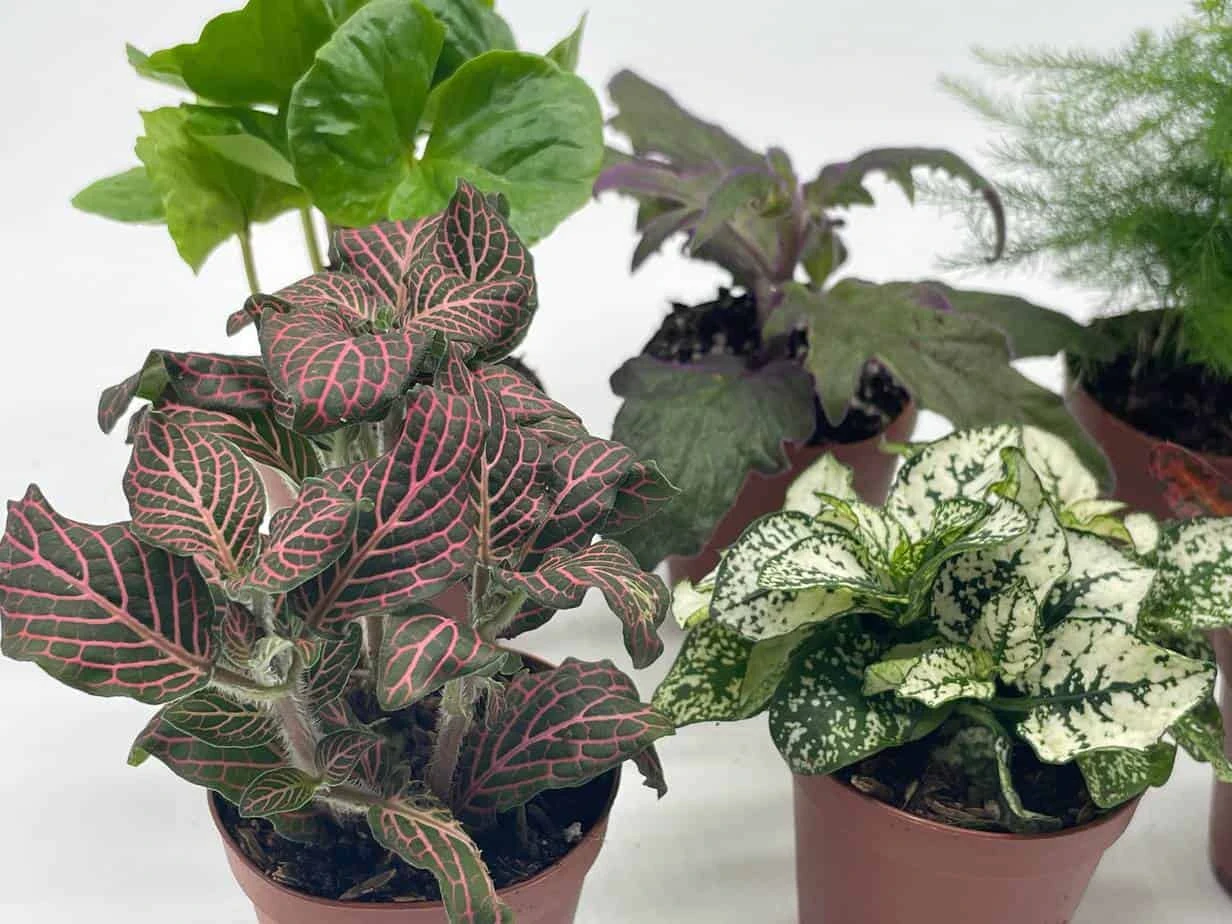 Premium Foliage Assortment, Colorful Fern Set, Asparagus Fern, African Violet And More, Succulent Collection, In 2 Inch Pots, Plant Gift 6 Premium Foliage Assortment, Colorful Fern Set, Asparagus Fern, African Violet And More, Succulent Collection, In 2 Inch Pots, Plant Gift - Image 4