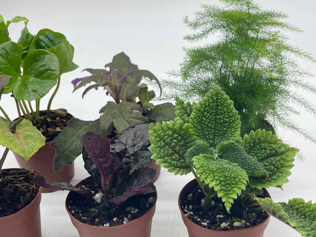 Premium Foliage Assortment, Colorful Fern Set, Asparagus Fern, African Violet And More, Succulent Collection, In 2 Inch Pots, Plant Gift 10 Premium Foliage Assortment, Colorful Fern Set, Asparagus Fern, African Violet And More, Succulent Collection, In 2 Inch Pots, Plant Gift - Image 8