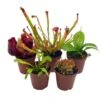 Carnivorous Plant Set, Venus Fly Trap Assortment, Rotundifolia, Live Potted Premium Collection, In 2 Inch Pots, Windowsill Plants, Gift 2 Carnivorous Plant Set, Venus Fly Trap Assortment, Rotundifolia, Live Potted Premium Collection, In 2 Inch Pots, Windowsill Plants, Gift -Cheap Plantly Store il fullxfull.3678765207 ow0m