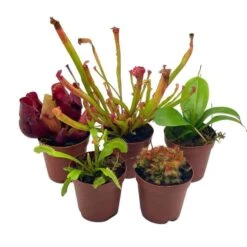 Carnivorous Plant Set, Venus Fly Trap Assortment, Rotundifolia, Live Potted Premium Collection, In 2 Inch Pots, Windowsill Plants, Gift