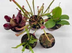 Carnivorous Plant Set, Venus Fly Trap Assortment, Rotundifolia, Live Potted Premium Collection, In 2 Inch Pots, Windowsill Plants, Gift -Cheap Plantly Store il fullxfull.3678768967 s717