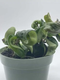 Hoya Hindu Rope Carnosa Compacta, Krinkle Kurl, Very Full 4" Potted Starter, Ready For 6" Pot, Honeyplant Waxplant Porcelain Flower 11 Hoya Hindu Rope Carnosa Compacta, Krinkle Kurl, Very Full 4" Potted Starter, Ready For 6" Pot, Honeyplant Waxplant Porcelain Flower -Cheap Plantly Store il fullxfull.3678916963 3kai