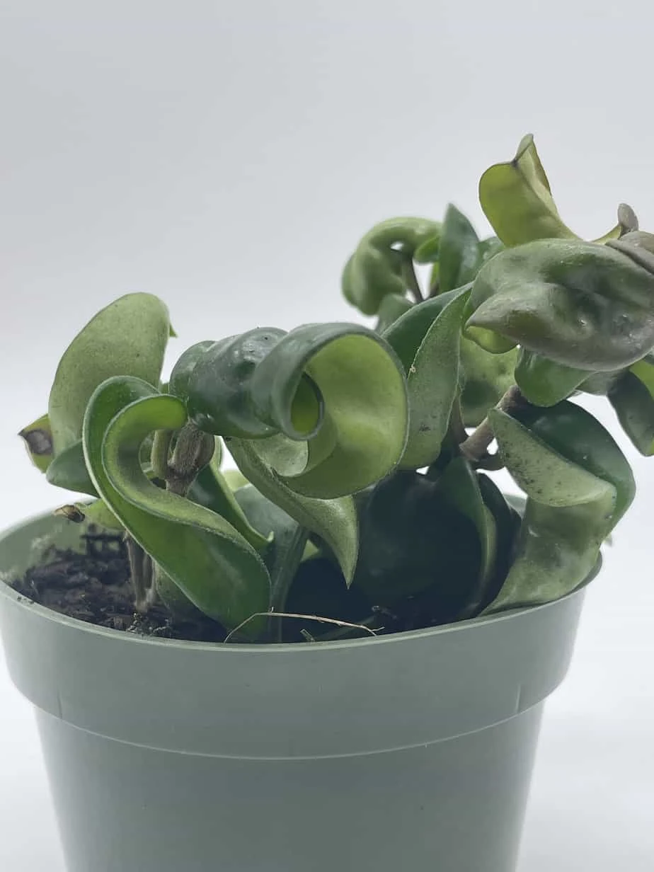 Hoya Hindu Rope Carnosa Compacta, Krinkle Kurl, Very Full 4" Potted Starter, Ready For 6" Pot, Honeyplant Waxplant Porcelain Flower 5 Hoya Hindu Rope Carnosa Compacta, Krinkle Kurl, Very Full 4" Potted Starter, Ready For 6" Pot, Honeyplant Waxplant Porcelain Flower - Image 3