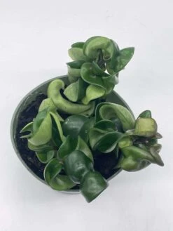 Hoya Hindu Rope Carnosa Compacta, Krinkle Kurl, Very Full 4" Potted Starter, Ready For 6" Pot, Honeyplant Waxplant Porcelain Flower 12 Hoya Hindu Rope Carnosa Compacta, Krinkle Kurl, Very Full 4" Potted Starter, Ready For 6" Pot, Honeyplant Waxplant Porcelain Flower -Cheap Plantly Store il fullxfull.3678916973 dc0b