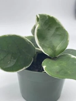 Variegated Hoya Carnosa Krimson Queen Very Full 4" Potted Starter, Ready For 6" Pot, Honeyplant Waxplant Porcelain Flower -Cheap Plantly Store il fullxfull.3678919293 23ng