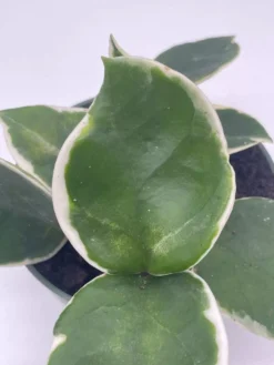 Variegated Hoya Carnosa Krimson Queen Very Full 4" Potted Starter, Ready For 6" Pot, Honeyplant Waxplant Porcelain Flower -Cheap Plantly Store il fullxfull.3678919295 ta1b