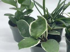 Hoya Assortment Set | Hindu Rope, Krimson Queen, Ketiana, Chelsea, Australis, Lisa | Live Potted Premium Collector's Gift -Cheap Plantly Store il fullxfull.3678921675 4tes