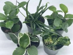 Hoya Assortment Set | Hindu Rope, Krimson Queen, Ketiana, Chelsea, Australis, Lisa | Live Potted Premium Collector's Gift -Cheap Plantly Store il fullxfull.3678921681 rggl