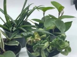Hoya Assortment Set | Hindu Rope, Krimson Queen, Ketiana, Chelsea, Australis, Lisa | Live Potted Premium Collector's Gift -Cheap Plantly Store il fullxfull.3678921683 n251