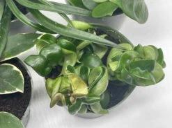 Hoya Assortment Set | Hindu Rope, Krimson Queen, Ketiana, Chelsea, Australis, Lisa | Live Potted Premium Collector's Gift -Cheap Plantly Store il fullxfull.3678921823 e1h7