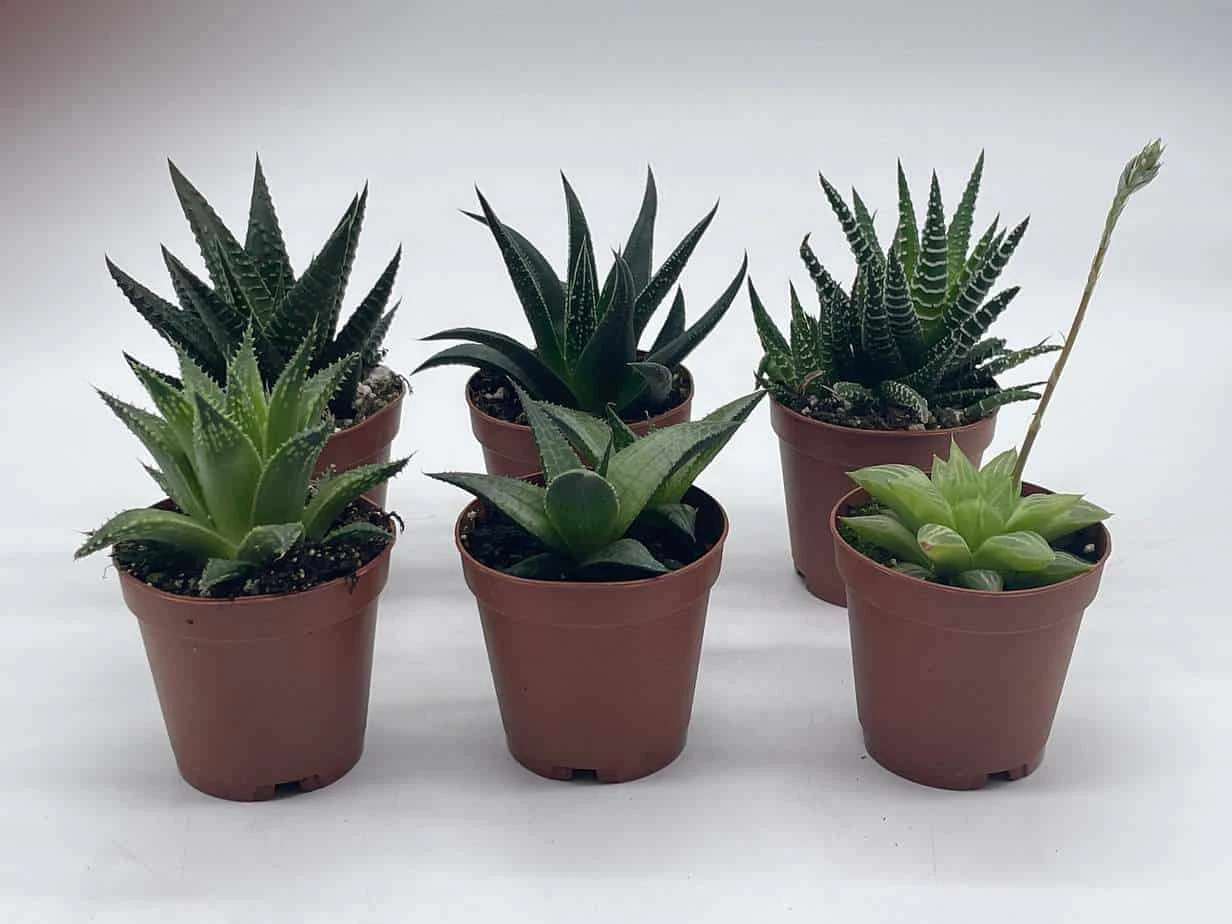 Haworthia Variety Assortment, Cooperi, Venosa, Limifolia, 6 Different Haworthia Plants, 2 Inch Potted Plant Collection Set, Variety Bundle 6 Haworthia Variety Assortment, Cooperi, Venosa, Limifolia, 6 Different Haworthia Plants, 2 Inch Potted Plant Collection Set, Variety Bundle - Image 4