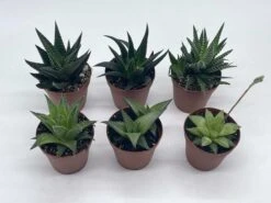 Haworthia Variety Assortment, Cooperi, Venosa, Limifolia, 6 Different Haworthia Plants, 2 Inch Potted Plant Collection Set, Variety Bundle 17 Haworthia Variety Assortment, Cooperi, Venosa, Limifolia, 6 Different Haworthia Plants, 2 Inch Potted Plant Collection Set, Variety Bundle -Cheap Plantly Store il fullxfull.3678933453 rwnf