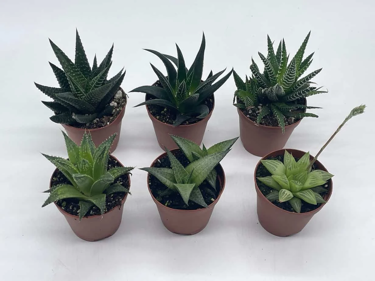Haworthia Variety Assortment, Cooperi, Venosa, Limifolia, 6 Different Haworthia Plants, 2 Inch Potted Plant Collection Set, Variety Bundle 9 Haworthia Variety Assortment, Cooperi, Venosa, Limifolia, 6 Different Haworthia Plants, 2 Inch Potted Plant Collection Set, Variety Bundle - Image 7