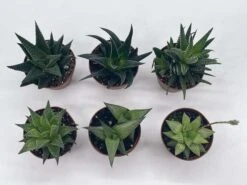 Haworthia Variety Assortment, Cooperi, Venosa, Limifolia, 6 Different Haworthia Plants, 2 Inch Potted Plant Collection Set, Variety Bundle 18 Haworthia Variety Assortment, Cooperi, Venosa, Limifolia, 6 Different Haworthia Plants, 2 Inch Potted Plant Collection Set, Variety Bundle -Cheap Plantly Store il fullxfull.3678933559 pt3q