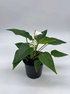 Anthurium White, Very Rare Limited Live Plant With Flower, In A 4 Inch Pot -Cheap Plantly Store il fullxfull.3679072781 78kq