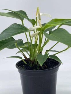Anthurium White, Very Rare Limited Live Plant With Flower, In A 4 Inch Pot -Cheap Plantly Store il fullxfull.3679072817 ac8v