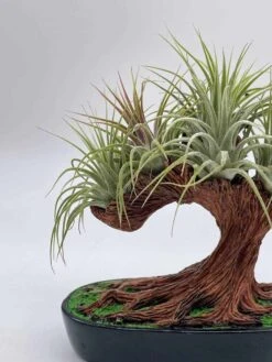 Bonsai Air Plant Tree, Air Plant Holder With Live Air Plants, Plant Gift -Cheap Plantly Store il fullxfull.3679077837 kak7