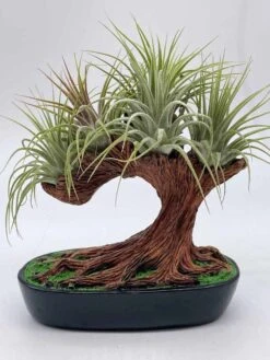 Bonsai Air Plant Tree, Air Plant Holder With Live Air Plants, Plant Gift -Cheap Plantly Store il fullxfull.3679077841 nuzp