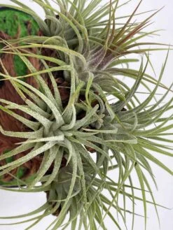 Bonsai Air Plant Tree, Air Plant Holder With Live Air Plants, Plant Gift -Cheap Plantly Store il fullxfull.3679077853 l5ug
