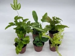 Fern Variety Assortment, 6 Different Fern Plants, In 2 Inch Pots, Super Cute, Best Gift, Plant Collection Set, Variety Bundle -Cheap Plantly Store il fullxfull.3679081685 qsuk