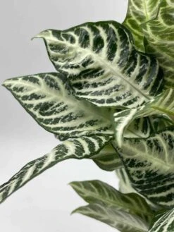 Zebra Plant In A Pot -Cheap Plantly Store il fullxfull.3679085517 afjo