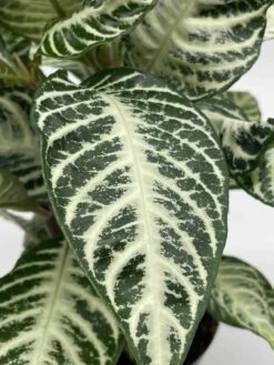 Zebra Plant In A Pot -Cheap Plantly Store il fullxfull.3679085555 lzbi