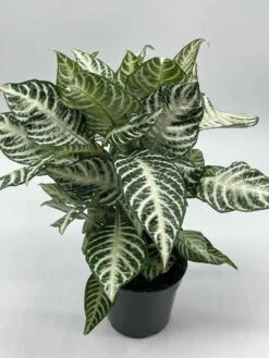 Zebra Plant In A Pot -Cheap Plantly Store il fullxfull.3679085557 phr5