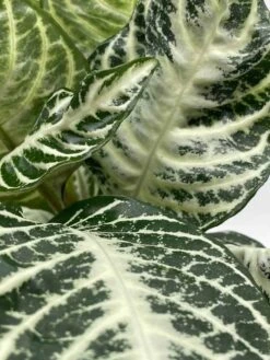 Zebra Plant In A Pot -Cheap Plantly Store il fullxfull.3679085565 123w