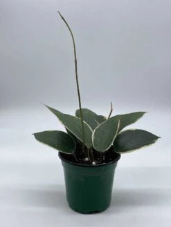 Hoya Macrophylla, Very Rare Limited Live Plant, Super Filled In 4 Inch Pot -Cheap Plantly Store il fullxfull.3679112191 arvo