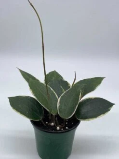 Hoya Macrophylla, Very Rare Limited Live Plant, Super Filled In 4 Inch Pot -Cheap Plantly Store il fullxfull.3679112209 2aw1