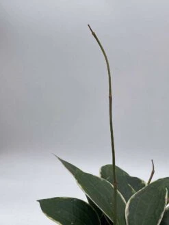 Hoya Macrophylla, Very Rare Limited Live Plant, Super Filled In 4 Inch Pot -Cheap Plantly Store il fullxfull.3679112219 7dkh