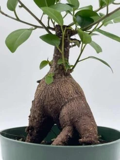 Chinese Banyan In 4 Inch Pot, Ficus Microcarpa, Malayan Banyan, Indian Laurel, Curtain Fig, Gajumaru -Cheap Plantly Store il fullxfull.3679116795 5pe5