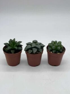 Rare Haworthia Assortment, Cooperi, Bayeri, Retusa, (African Emeralds), 3 Hard To Find Haworthias, Best Plant Gift, Variety Bundle -Cheap Plantly Store il fullxfull.3679128341 8mmr