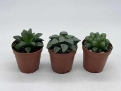 Rare Haworthia Assortment, Cooperi, Bayeri, Retusa, (African Emeralds), 3 Hard To Find Haworthias, Best Plant Gift, Variety Bundle -Cheap Plantly Store il fullxfull.3679128377 3ynr