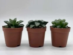 Rare Haworthia Assortment, Cooperi, Bayeri, Retusa, (African Emeralds), 3 Hard To Find Haworthias, Best Plant Gift, Variety Bundle -Cheap Plantly Store il fullxfull.3679128383 da1p