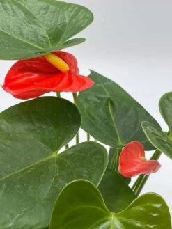 Anthurium Red, Flamingo Lily, Andraeanum Linden Ex André Painter's Palette In 4 Inch Pot, Very Full Healthy -Cheap Plantly Store il fullxfull.3689904775 gbto