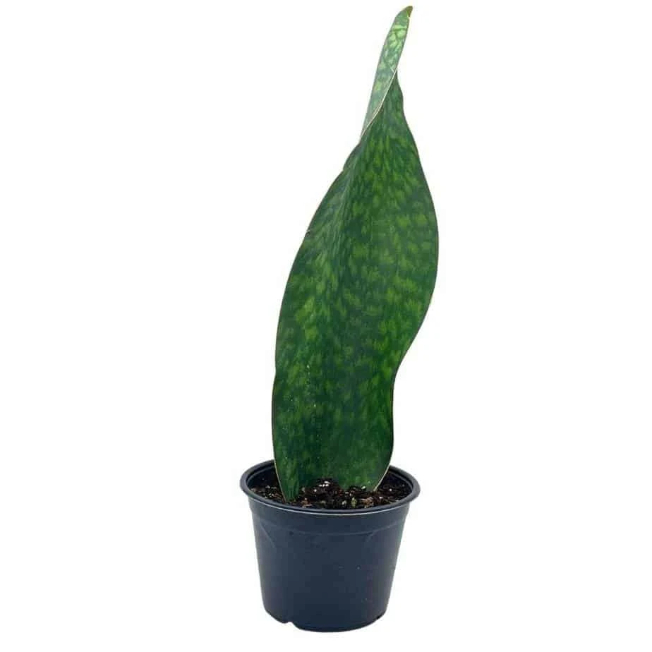 Sansevieria Masoniana, Huge Over 1 Foot Long Whale Fin Snake Plant 6" Pot, Mason's Congo, Shark Fin Snakeplant, Giant Dracaena 3 Sansevieria Masoniana, Huge Over 1 Foot Long Whale Fin Snake Plant 6" Pot, Mason's Congo, Shark Fin Snakeplant, Giant Dracaena