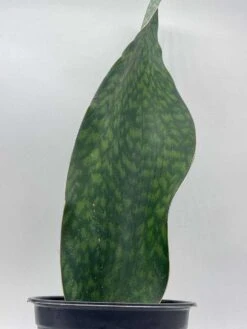 Sansevieria Masoniana, Huge Over 1 Foot Long Whale Fin Snake Plant 6" Pot, Mason's Congo, Shark Fin Snakeplant, Giant Dracaena 14 Sansevieria Masoniana, Huge Over 1 Foot Long Whale Fin Snake Plant 6" Pot, Mason's Congo, Shark Fin Snakeplant, Giant Dracaena -Cheap Plantly Store il fullxfull.3689927969 b5jt