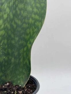 Sansevieria Masoniana, Huge Over 1 Foot Long Whale Fin Snake Plant 6" Pot, Mason's Congo, Shark Fin Snakeplant, Giant Dracaena 16 Sansevieria Masoniana, Huge Over 1 Foot Long Whale Fin Snake Plant 6" Pot, Mason's Congo, Shark Fin Snakeplant, Giant Dracaena -Cheap Plantly Store il fullxfull.3689928093 erso